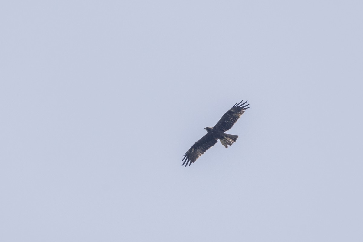 Booted Eagle - ML643218744