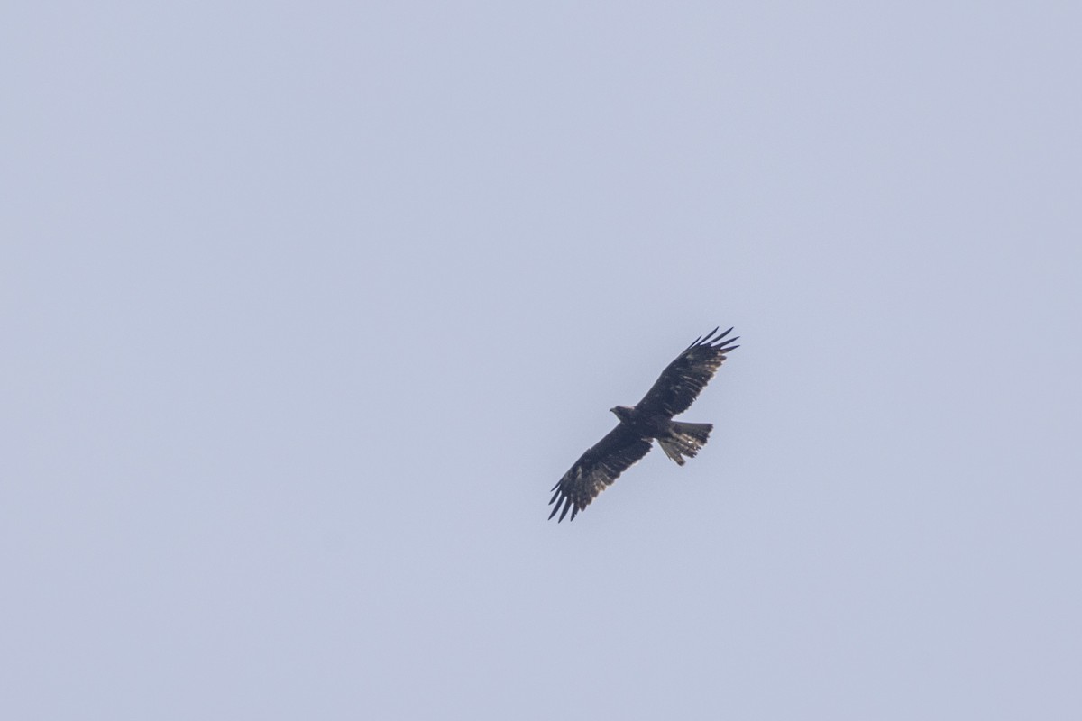 Booted Eagle - ML643218745