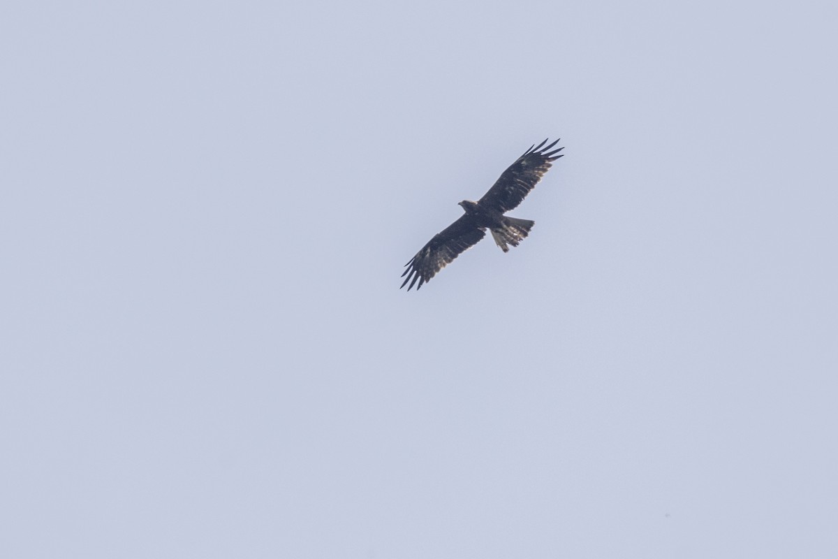 Booted Eagle - ML643218746