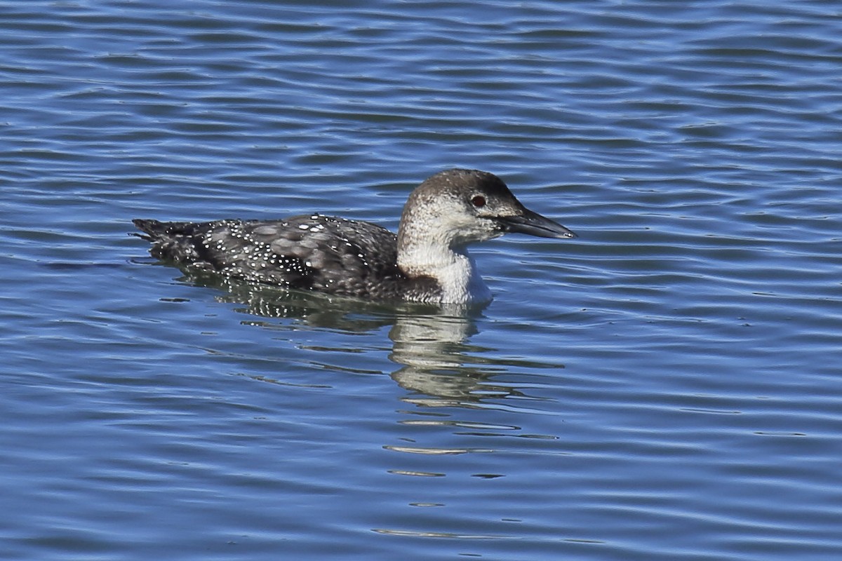 Common Loon - ML643218747