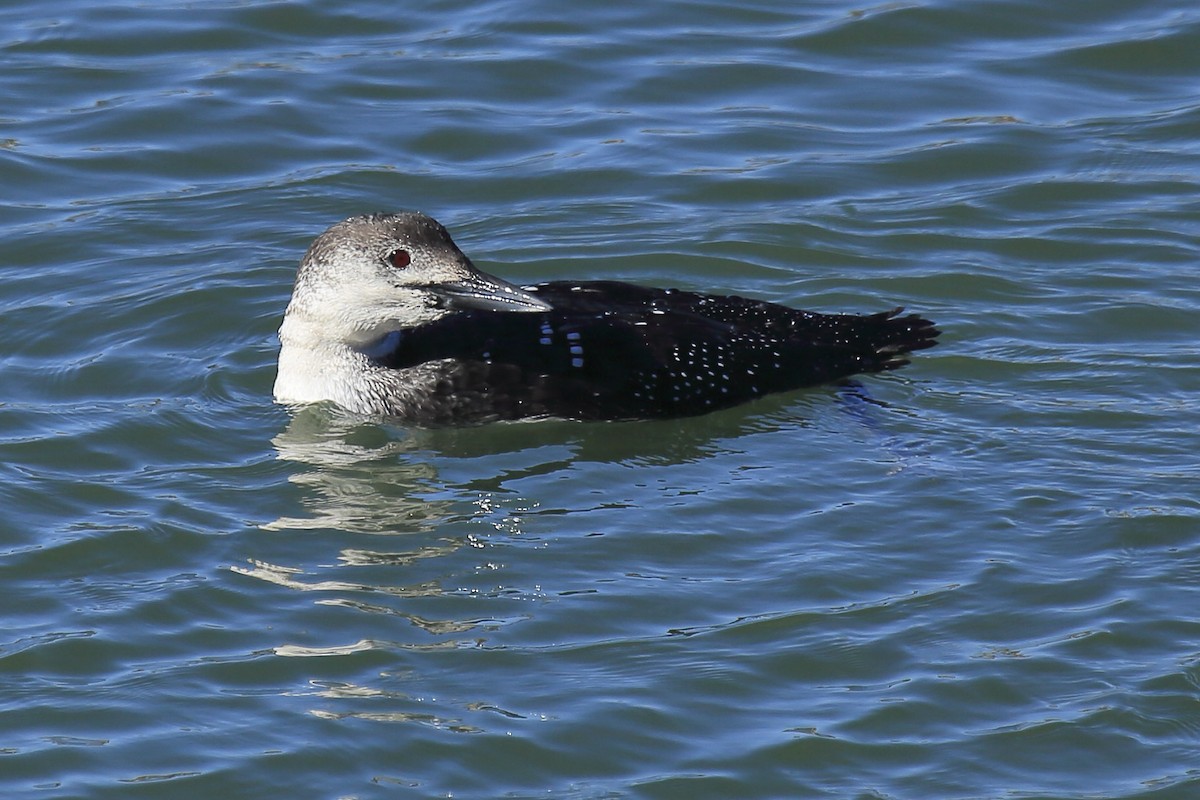 Common Loon - ML643218748