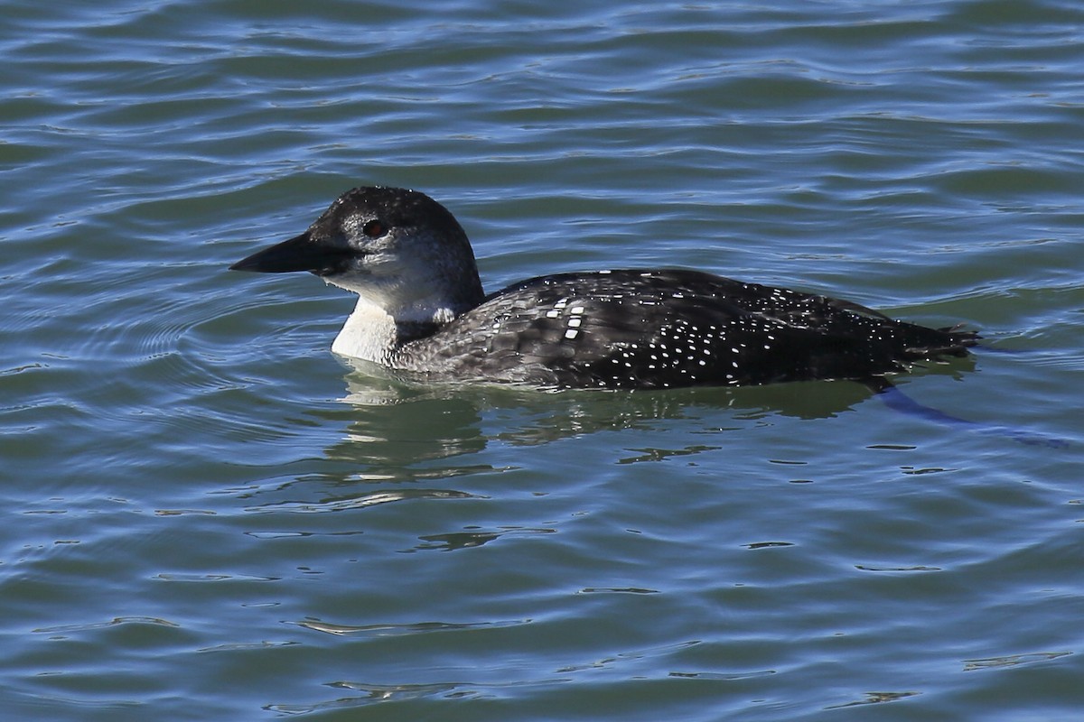 Common Loon - ML643218749