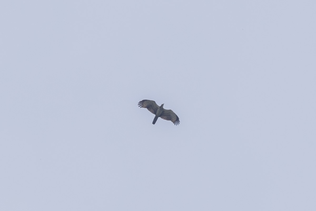 Oriental Honey-buzzard - ML643218760