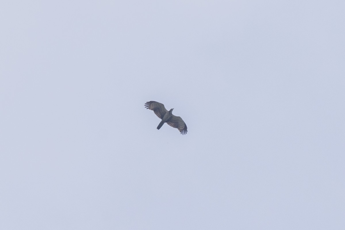 Oriental Honey-buzzard - ML643218761