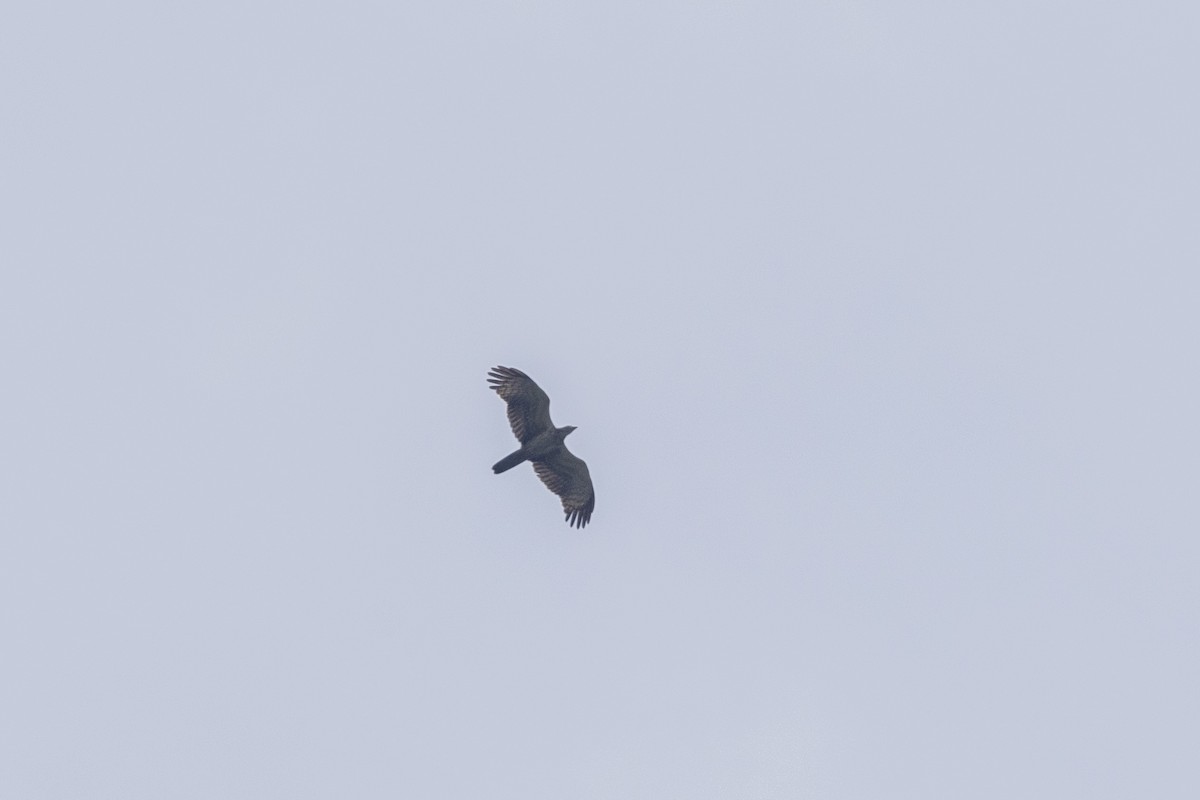 Oriental Honey-buzzard - ML643218762