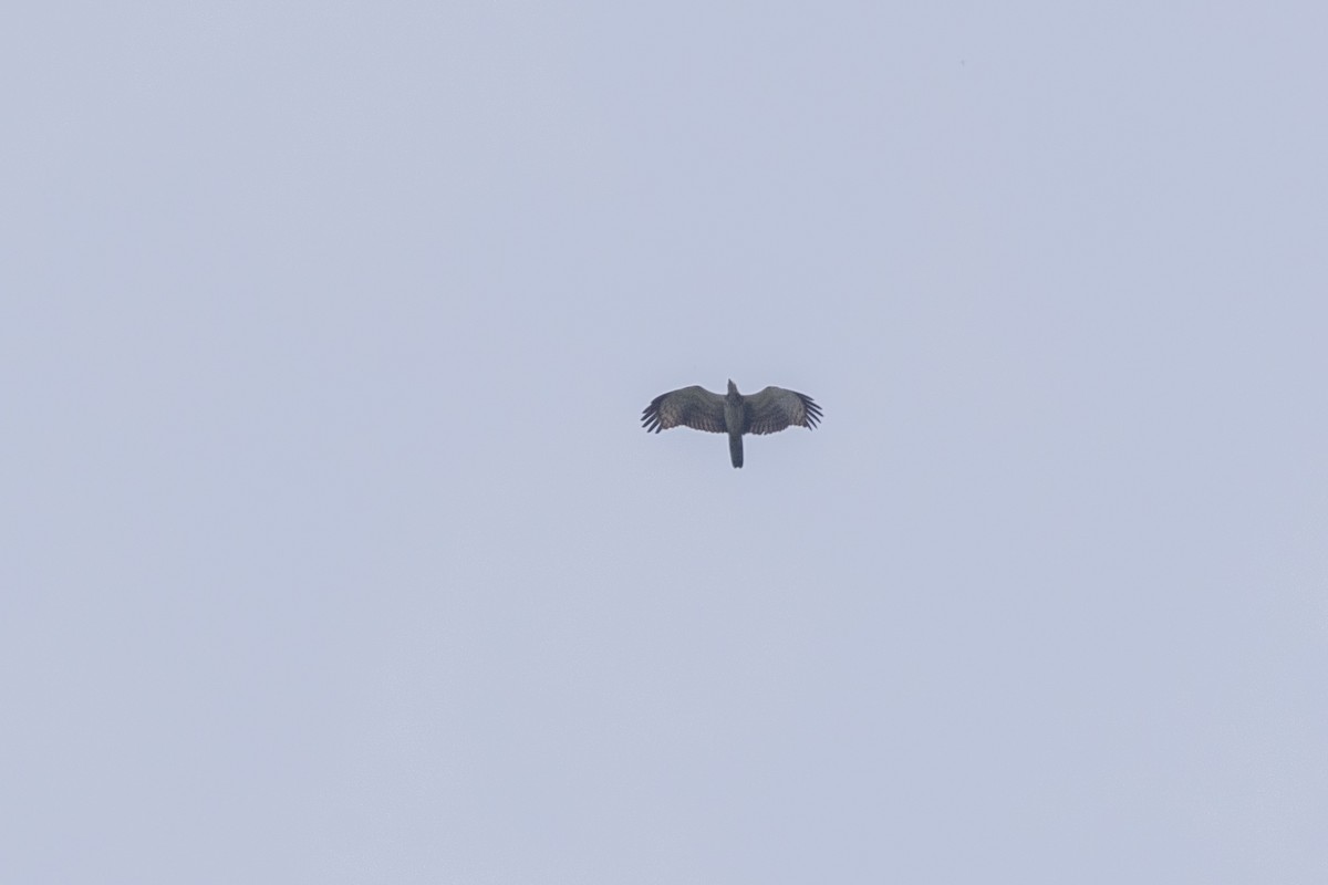 Oriental Honey-buzzard - ML643218763