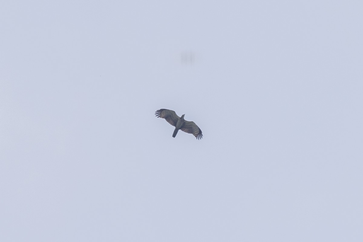 Oriental Honey-buzzard - ML643218764