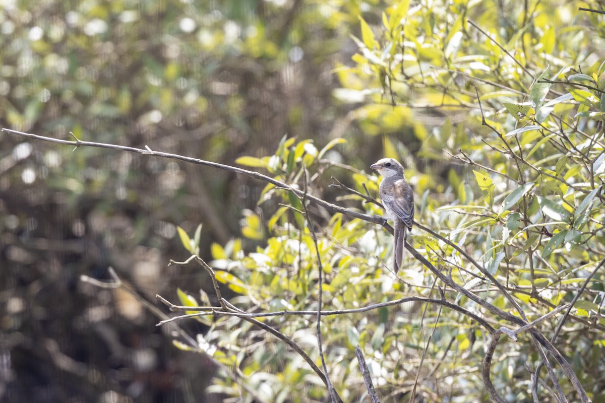 Bay-backed Shrike - ML643218769