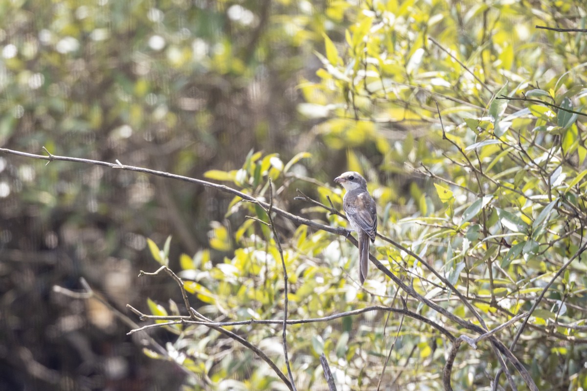 Bay-backed Shrike - ML643218770