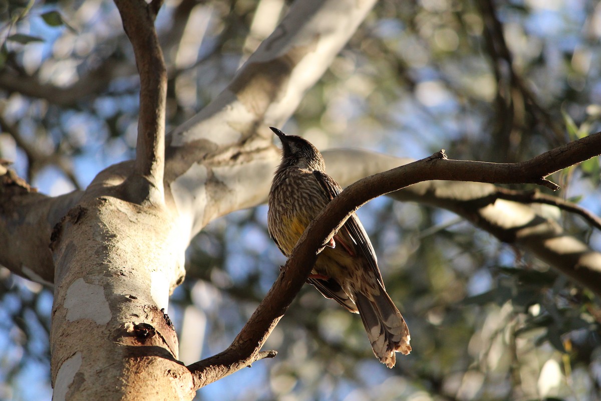 Red Wattlebird - ML643218777