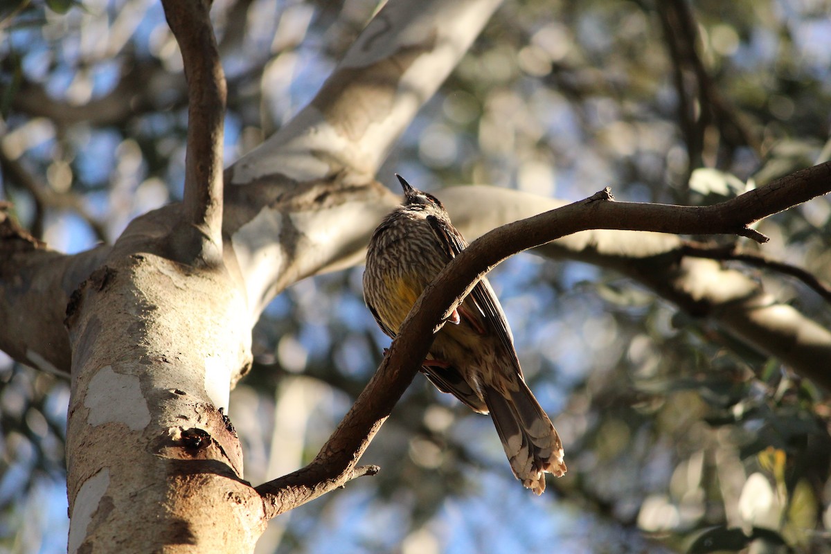 Red Wattlebird - ML643218778