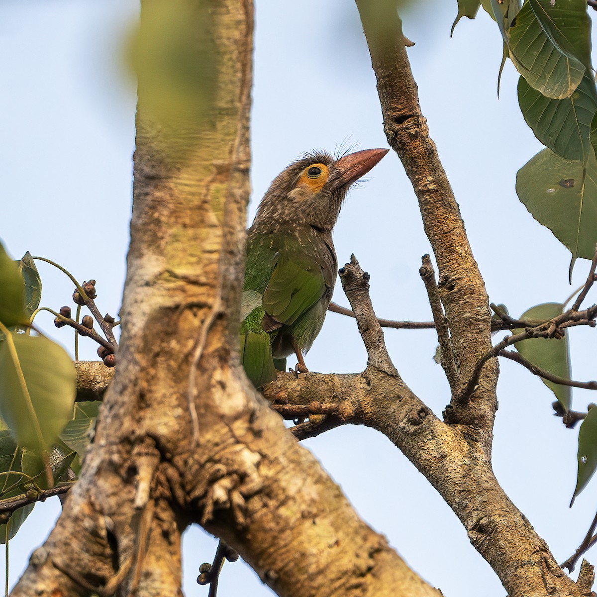barbet hnědohlavý - ML643218785