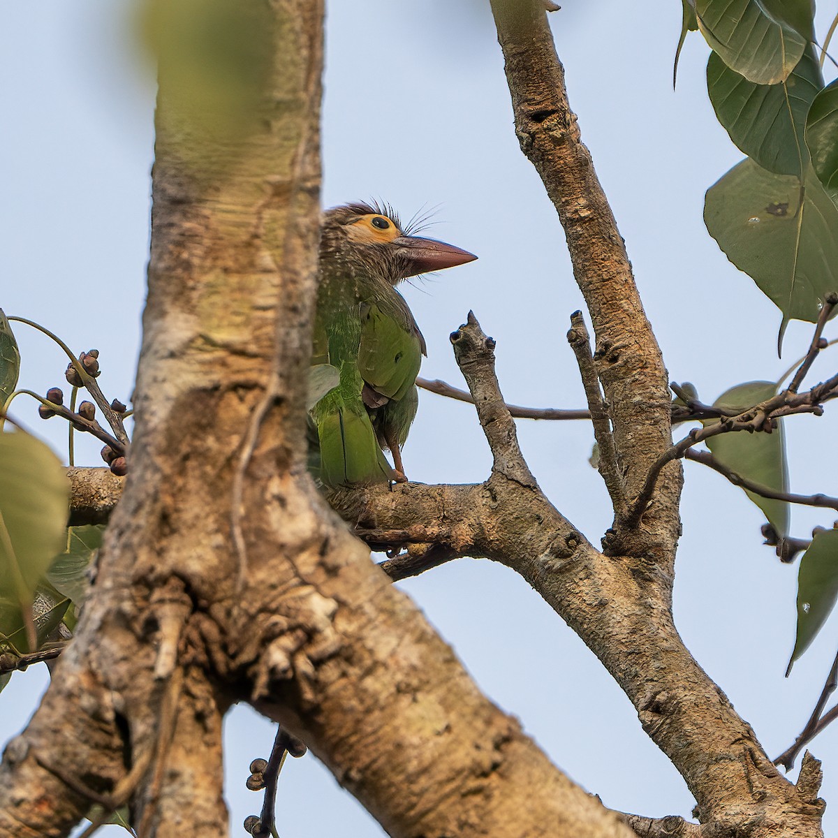 barbet hnědohlavý - ML643218786