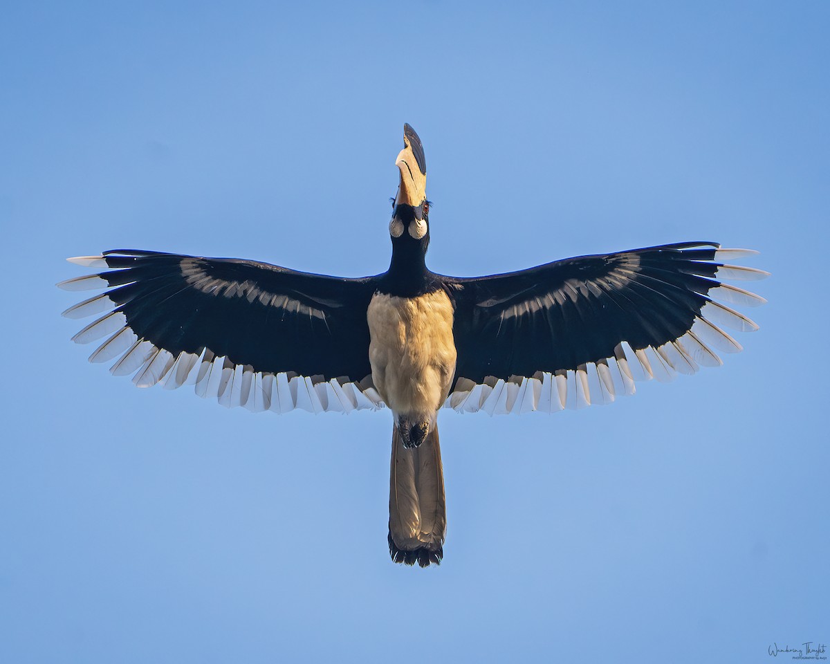 hinduhornfugl - ML643218826