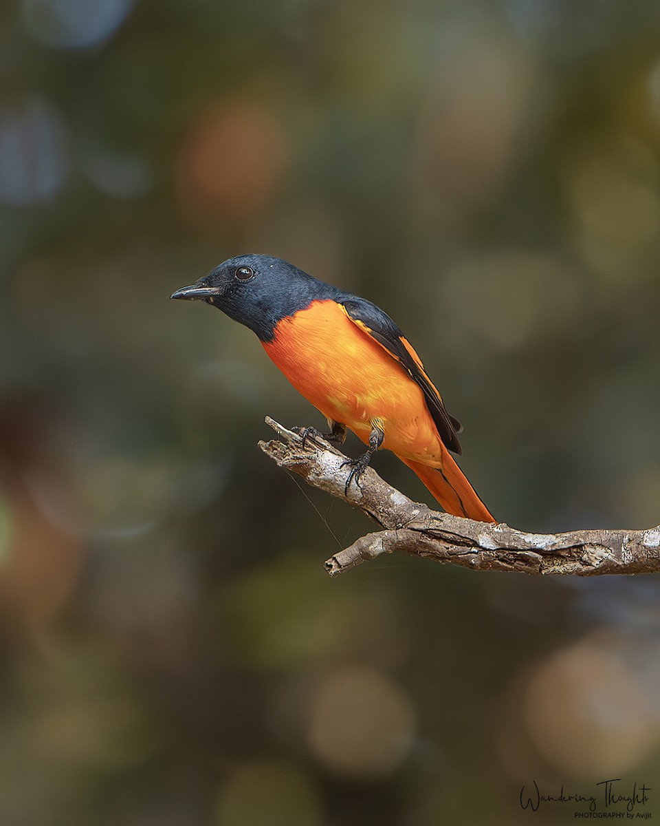 Grand Minivet - ML643218838