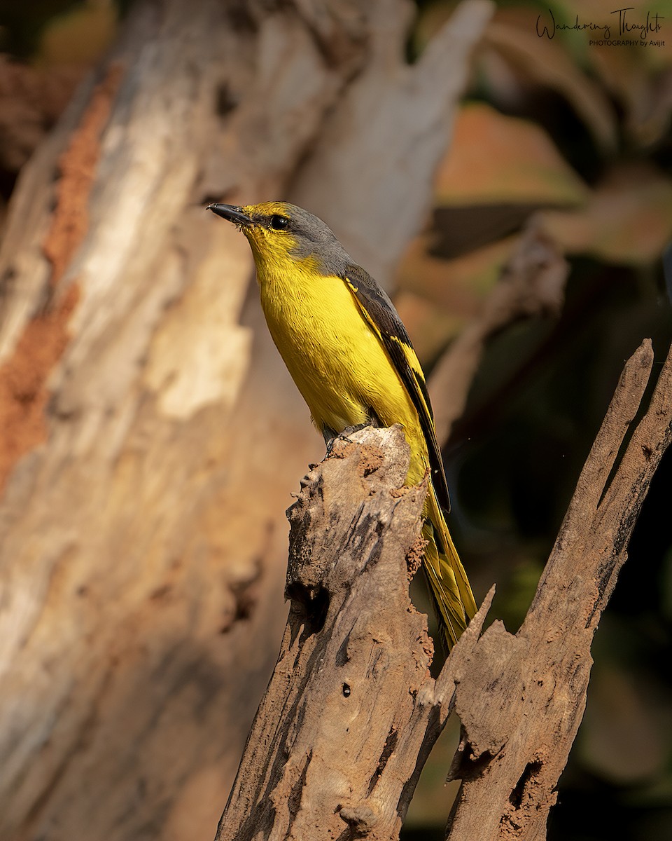 Grand Minivet - ML643218841