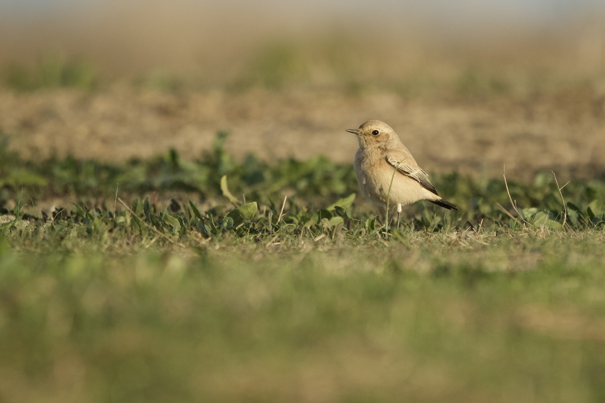 Monachella del deserto - ML643218850