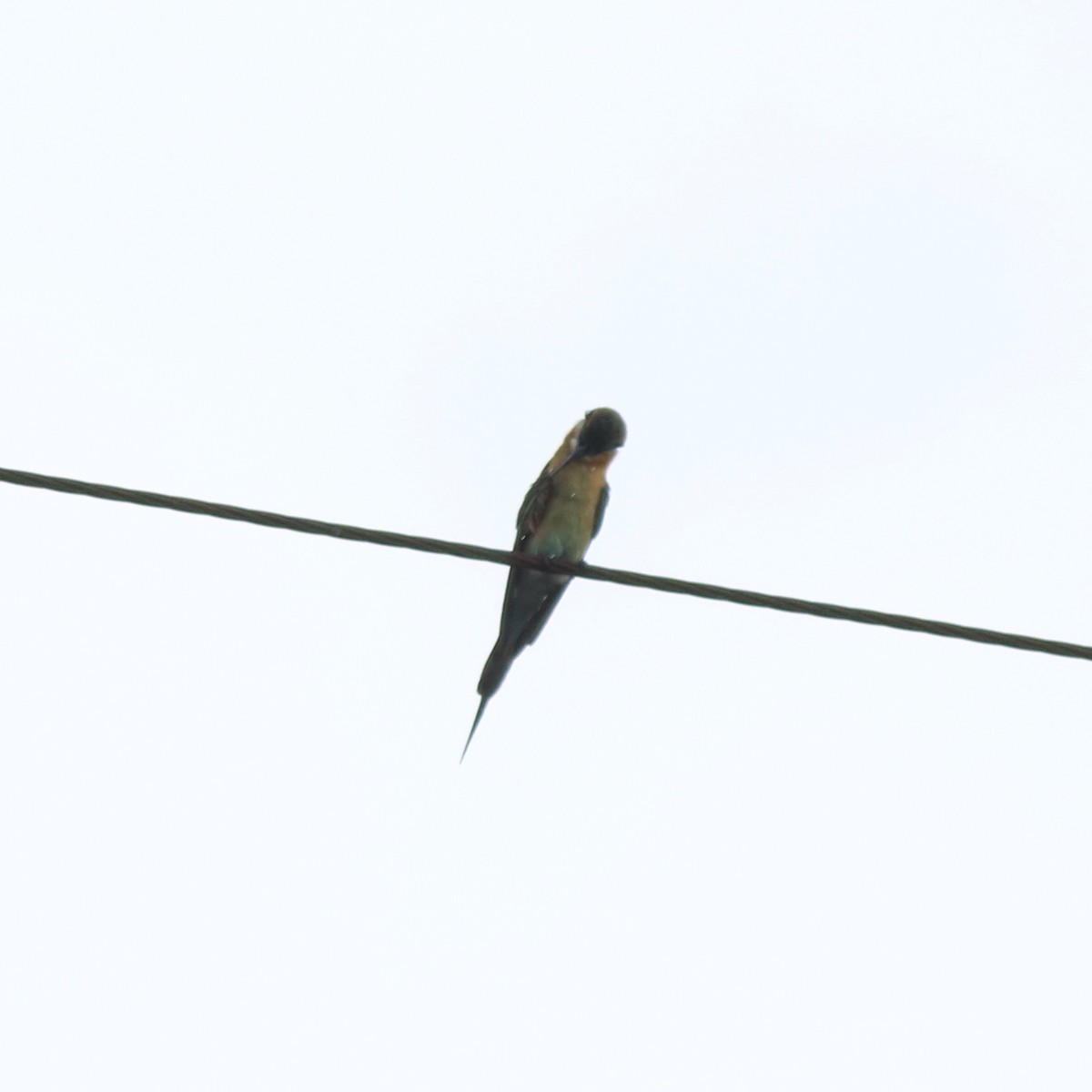 Blue-tailed Bee-eater - ML643218881