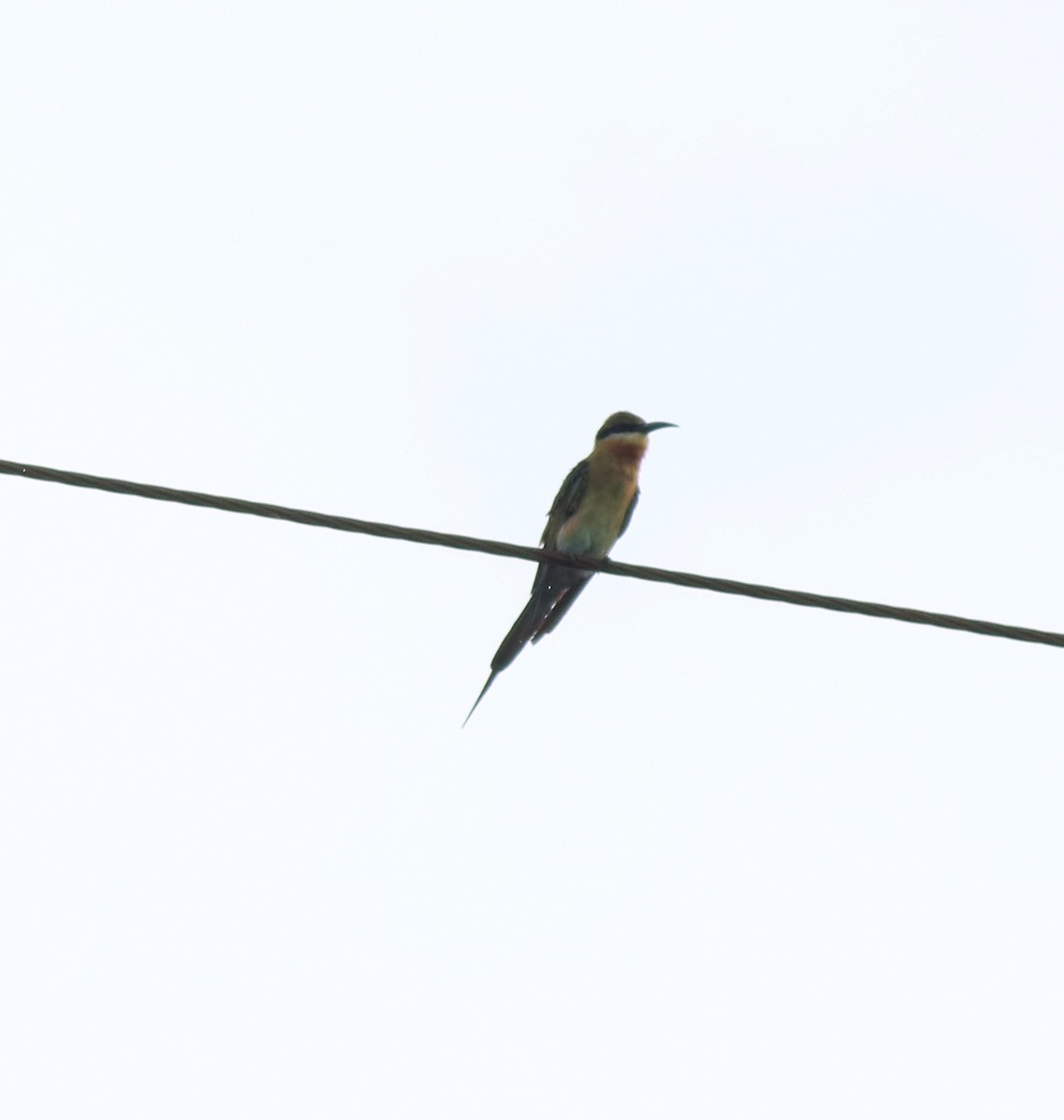 Blue-tailed Bee-eater - ML643218882