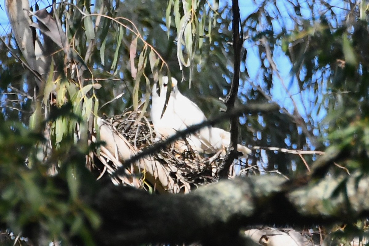 Gray Goshawk - ML643218884