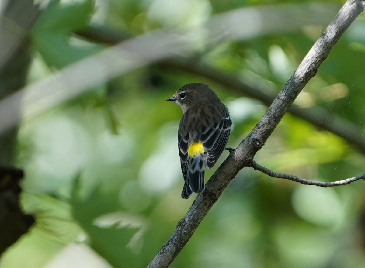 Yellow-rumped Warbler - ML643218887