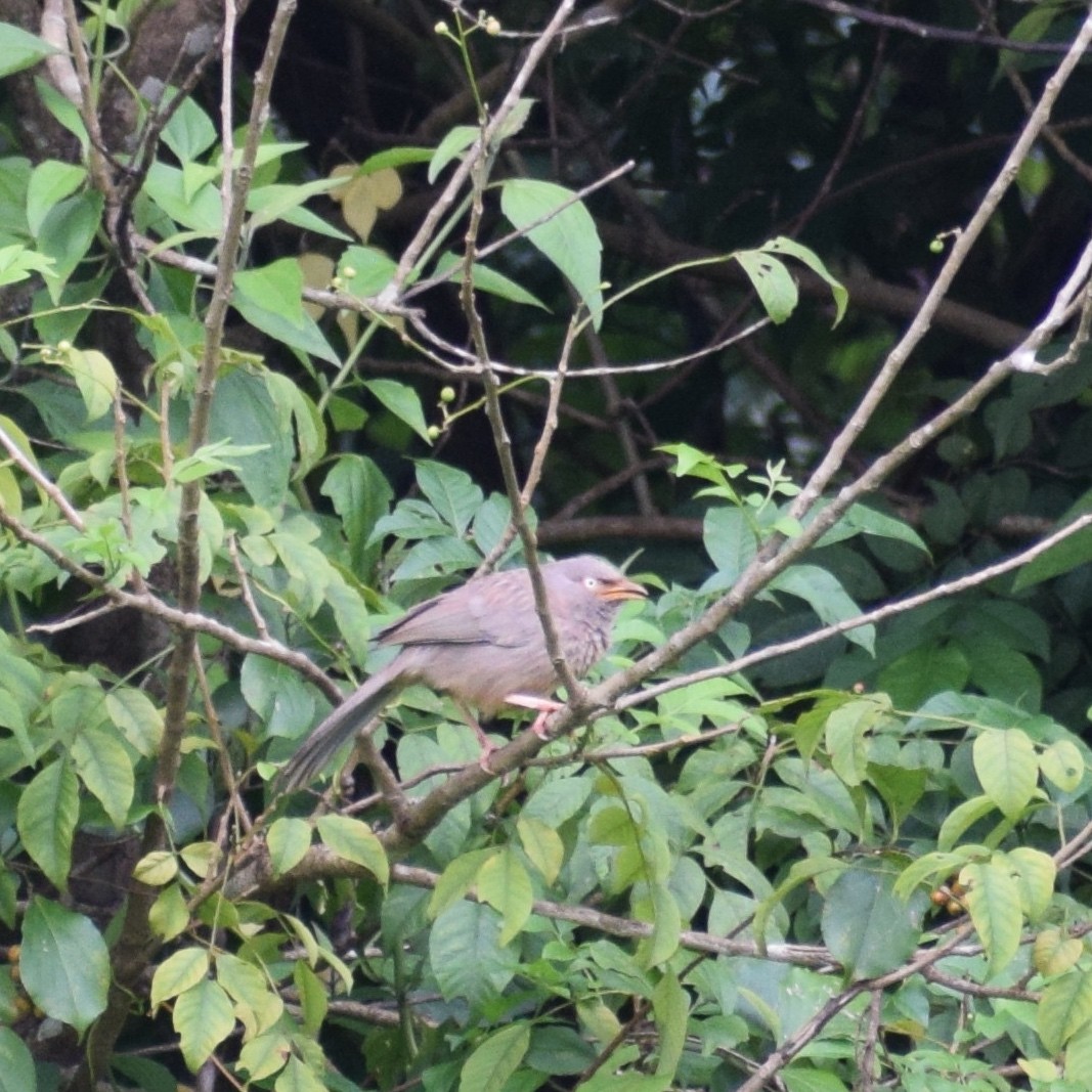 Jungle Babbler - ML643218890