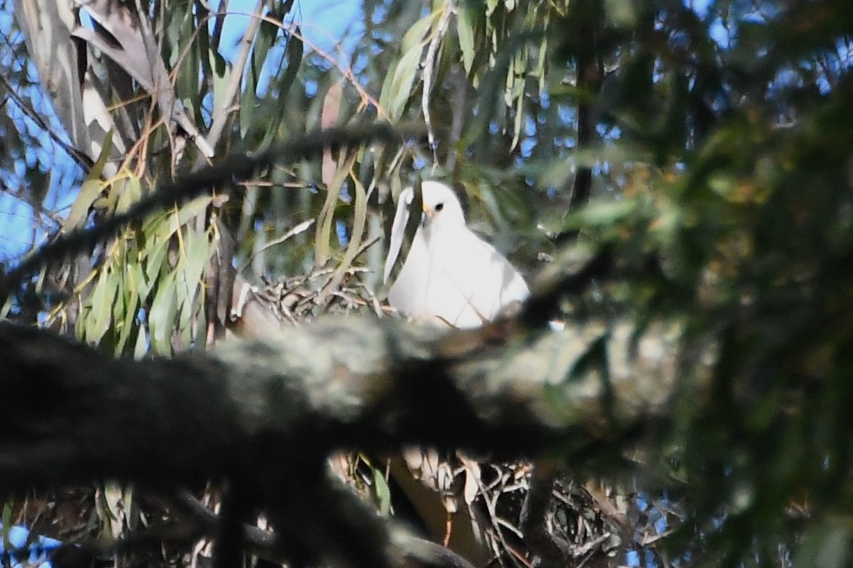 Gray Goshawk - ML643218895