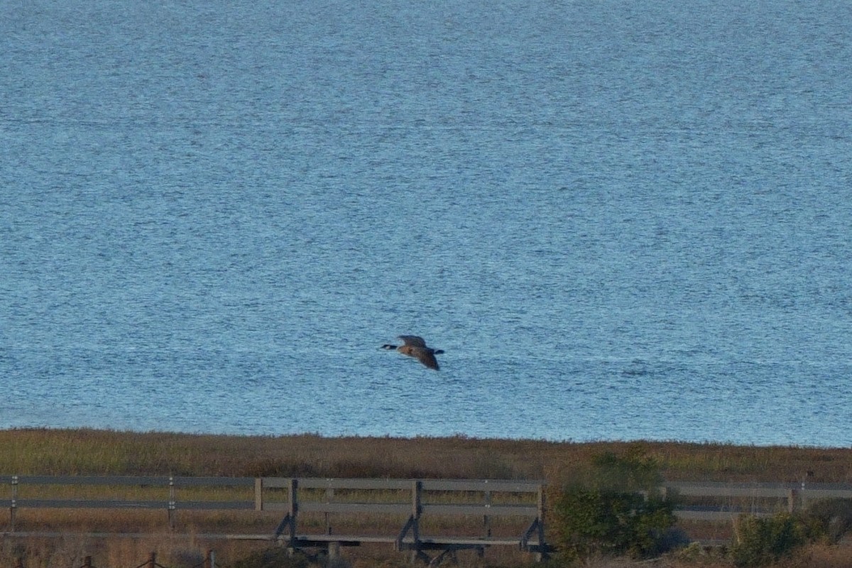 Cackling Goose (Aleutian) - ML643218896