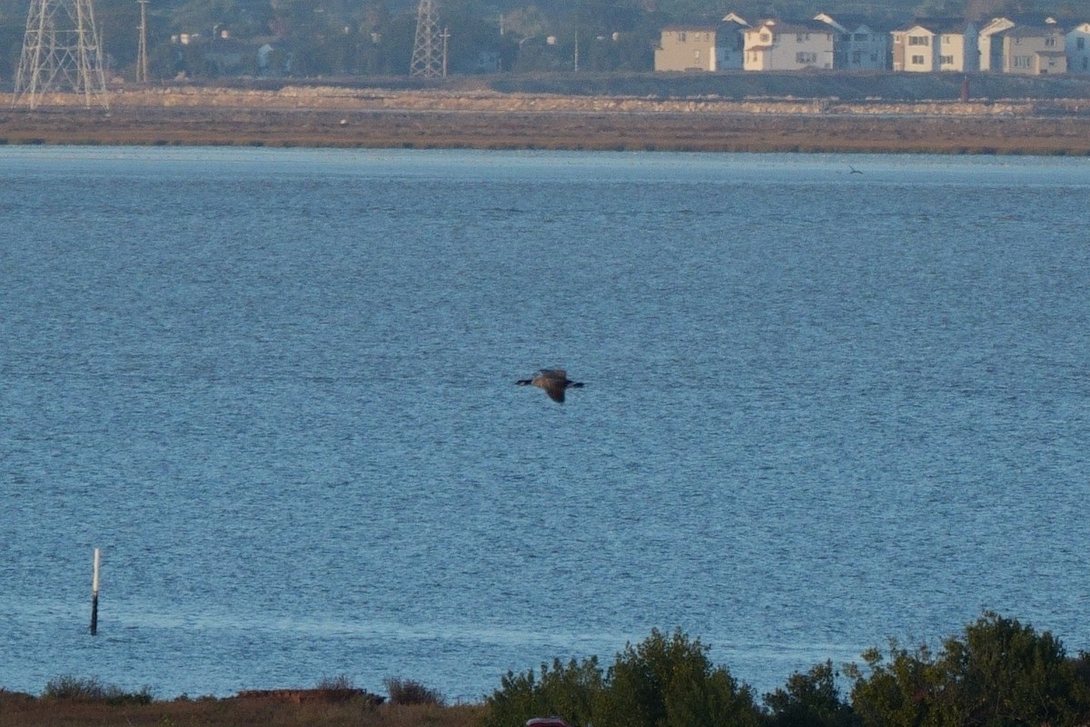 Cackling Goose (Aleutian) - ML643218897