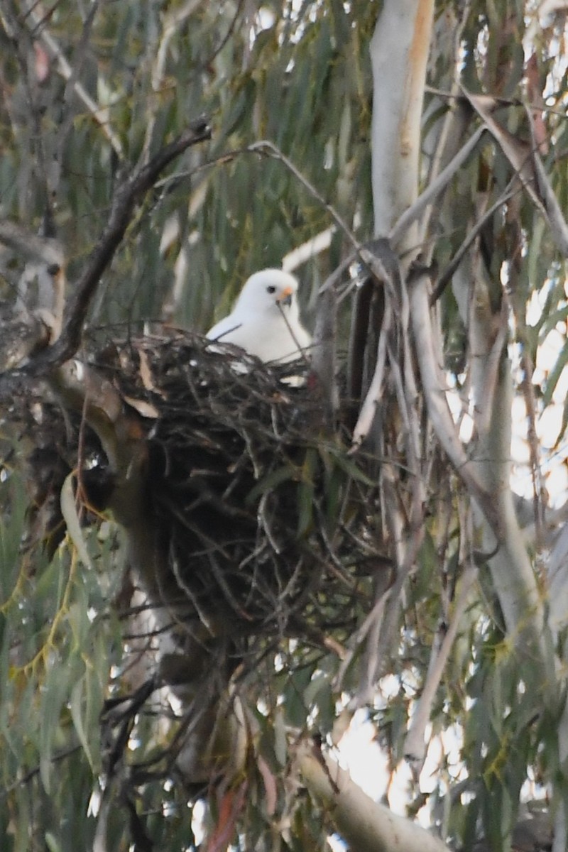 Gray Goshawk - ML643218899