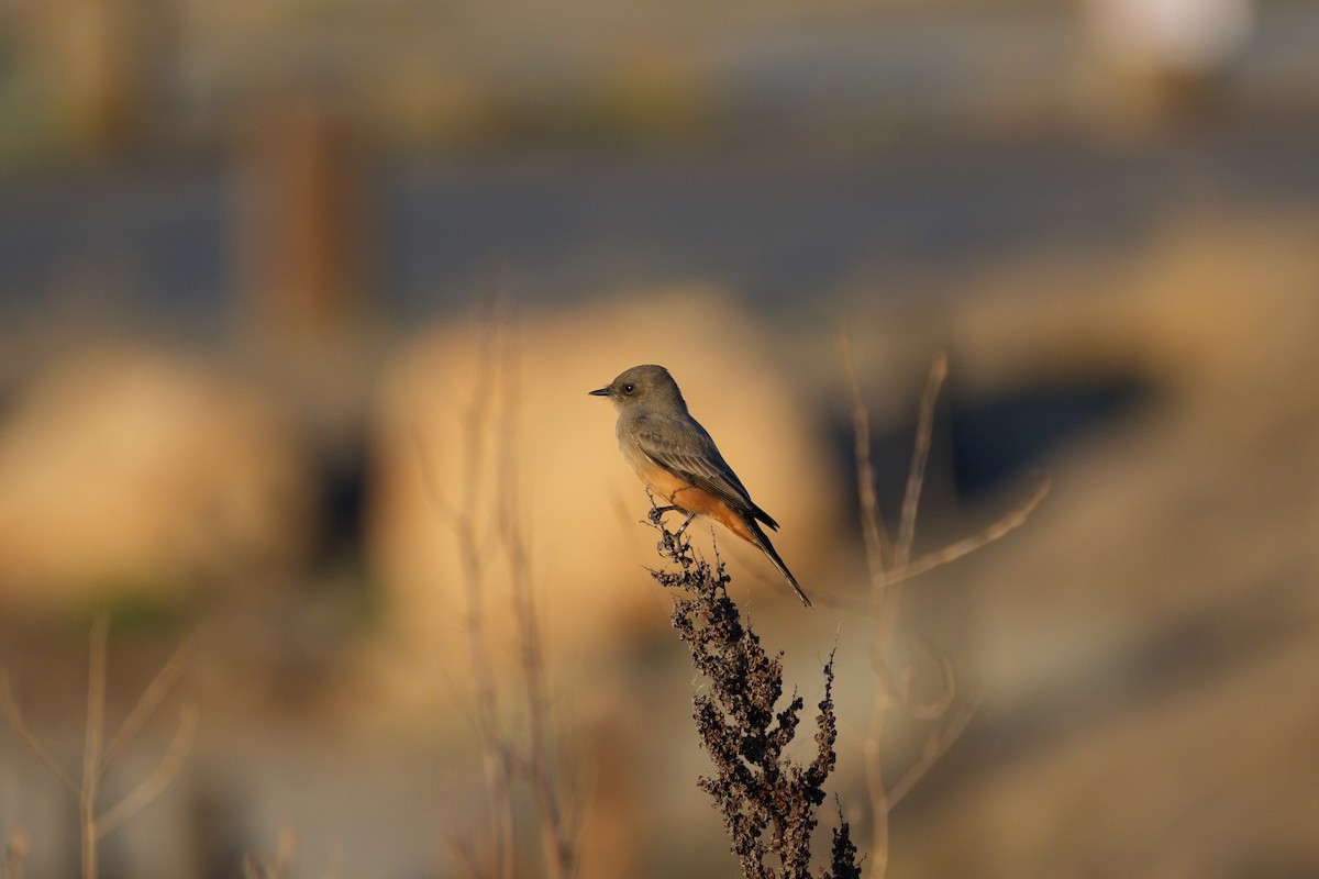 Say's Phoebe - ML643218901