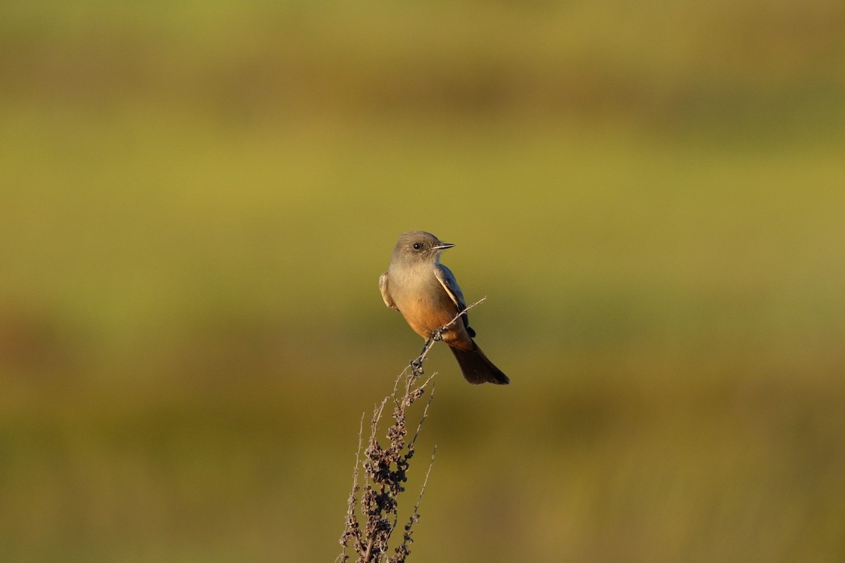 Say's Phoebe - ML643218903