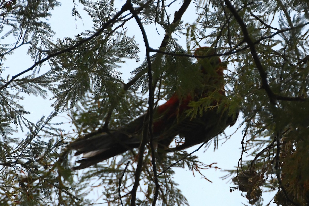 Australian King-Parrot - ML643218904