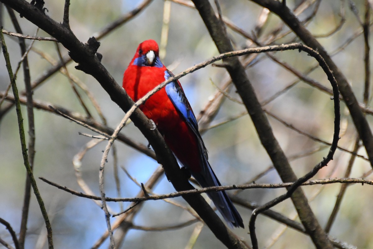 Crimson Rosella - ML643218915