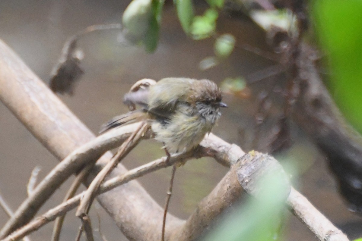 Striated Thornbill - ML643218929