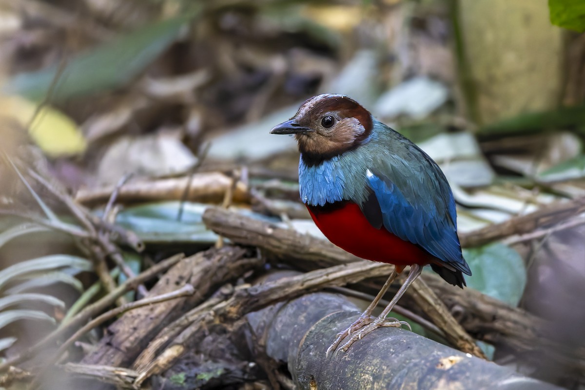 Sulawesi Pitta - ML643218950