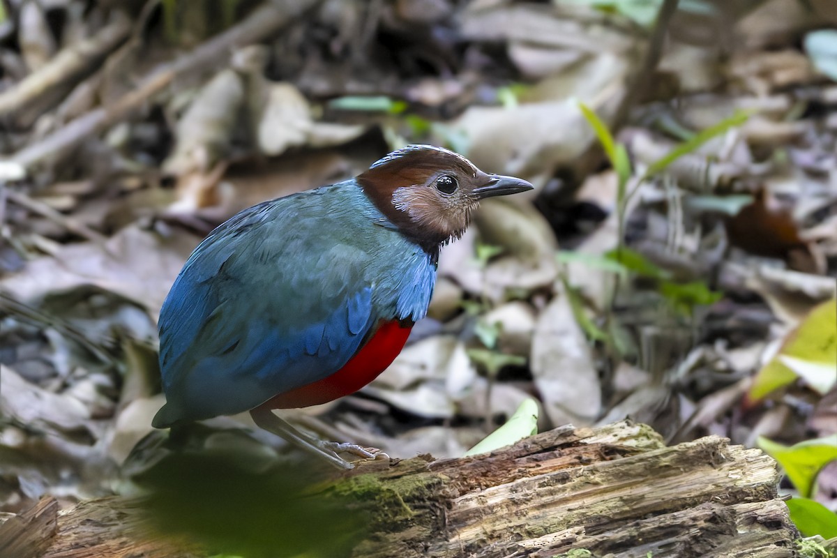Sulawesi Pitta - ML643218951