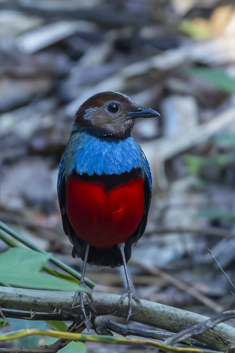 Sulawesi Pitta - ML643218952