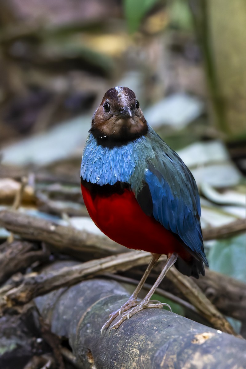 Sulawesi Pitta - ML643218953