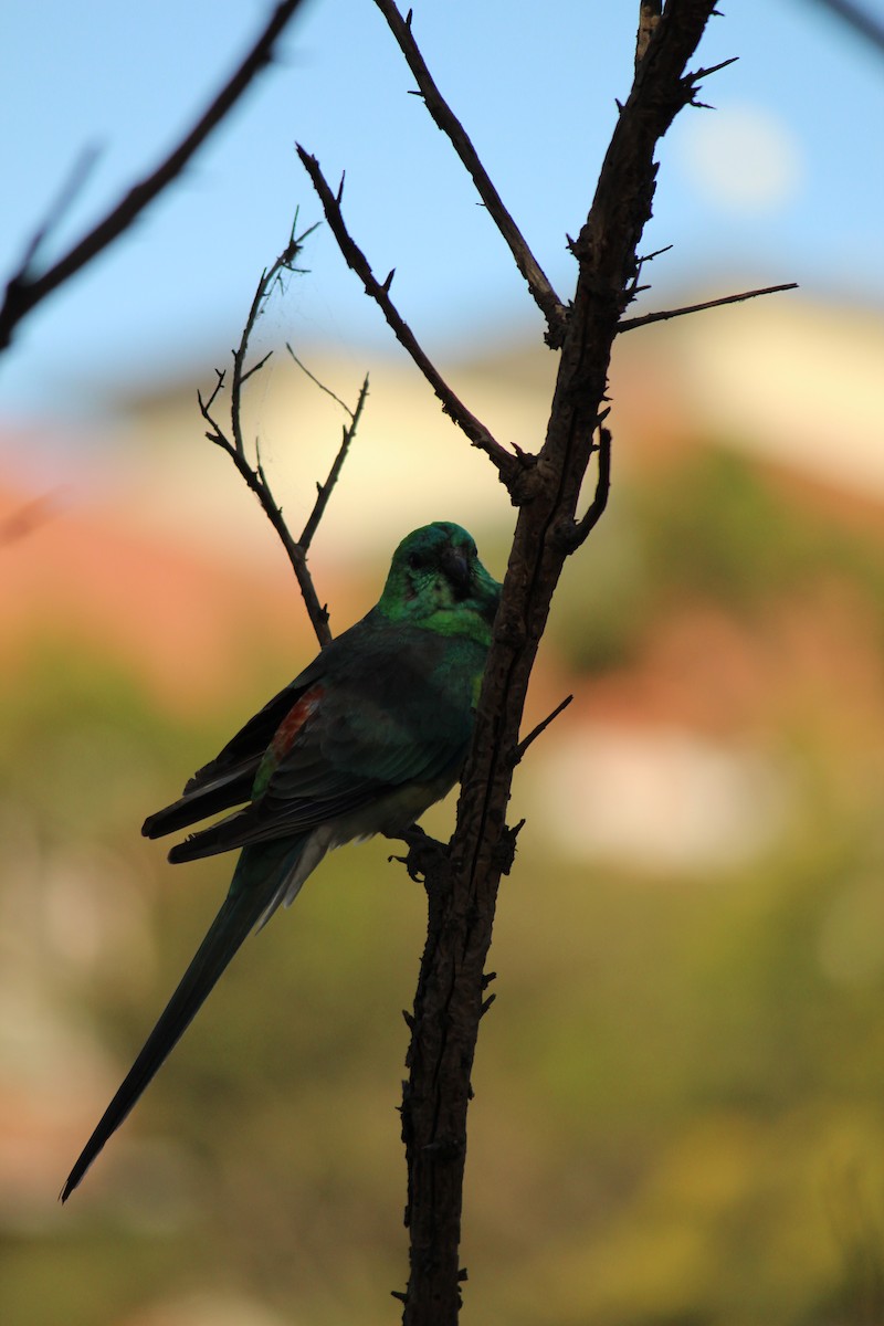 Red-rumped Parrot - ML643218954
