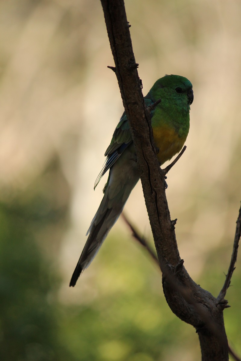Red-rumped Parrot - ML643218956