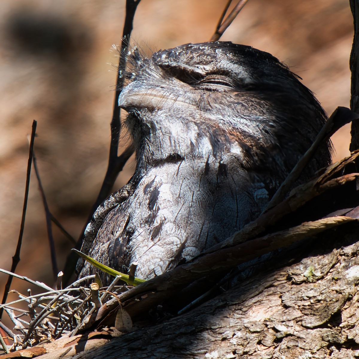 Tawny Frogmouth - ML643218957