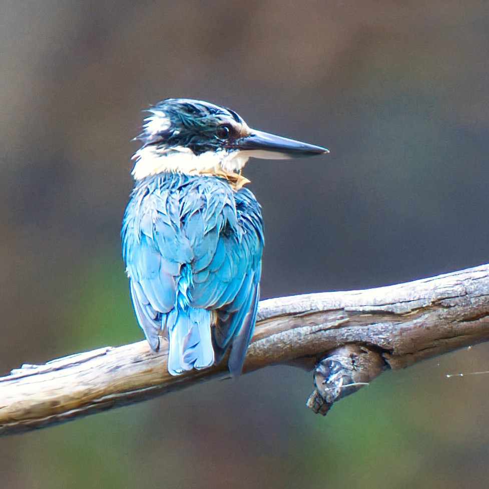 Sacred Kingfisher - ML643218960