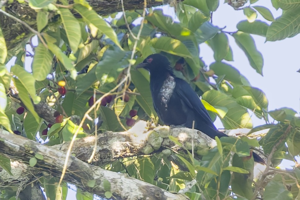 Moluccan Drongo-Cuckoo - ML643218961