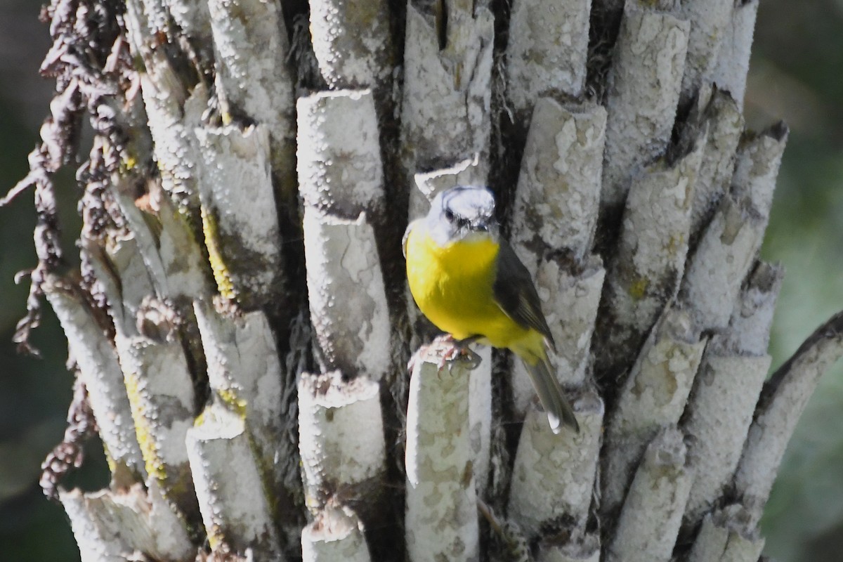 Eastern Yellow Robin - ML643218962