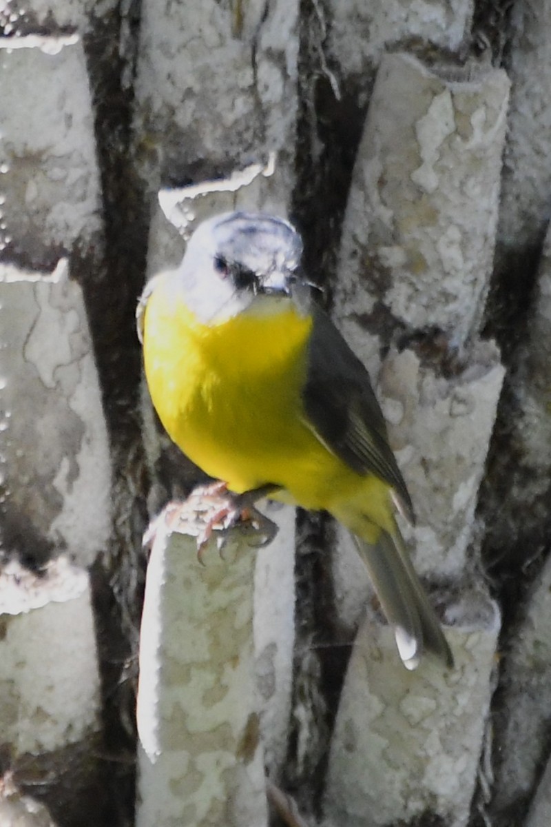 Eastern Yellow Robin - ML643218964