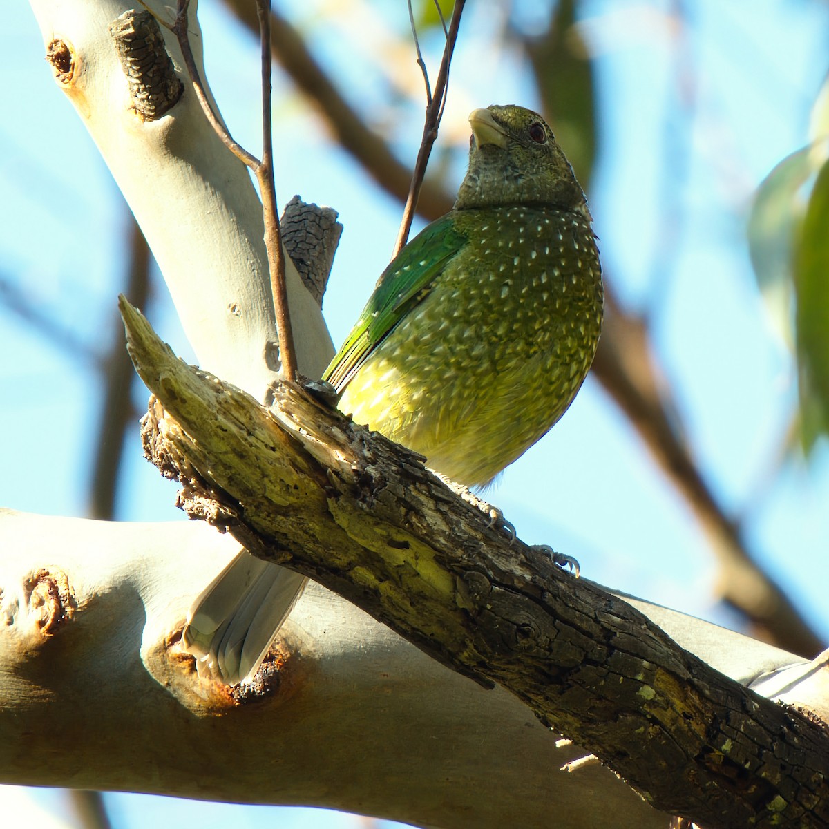 Green Catbird - ML643218965