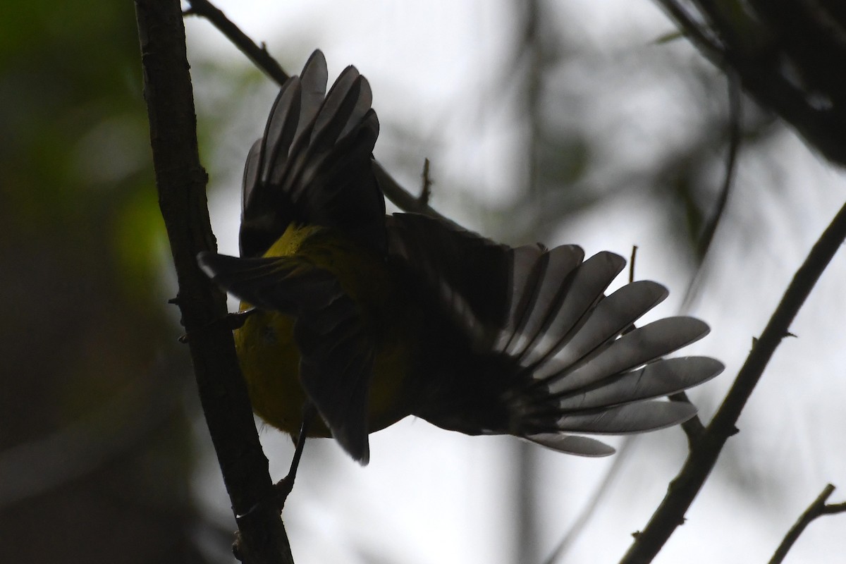 Eastern Yellow Robin - ML643218966