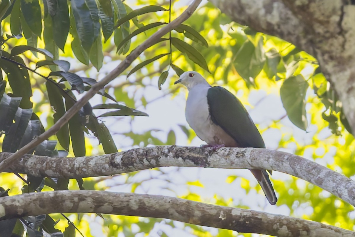 Ptilope à mentonnière - ML643218967