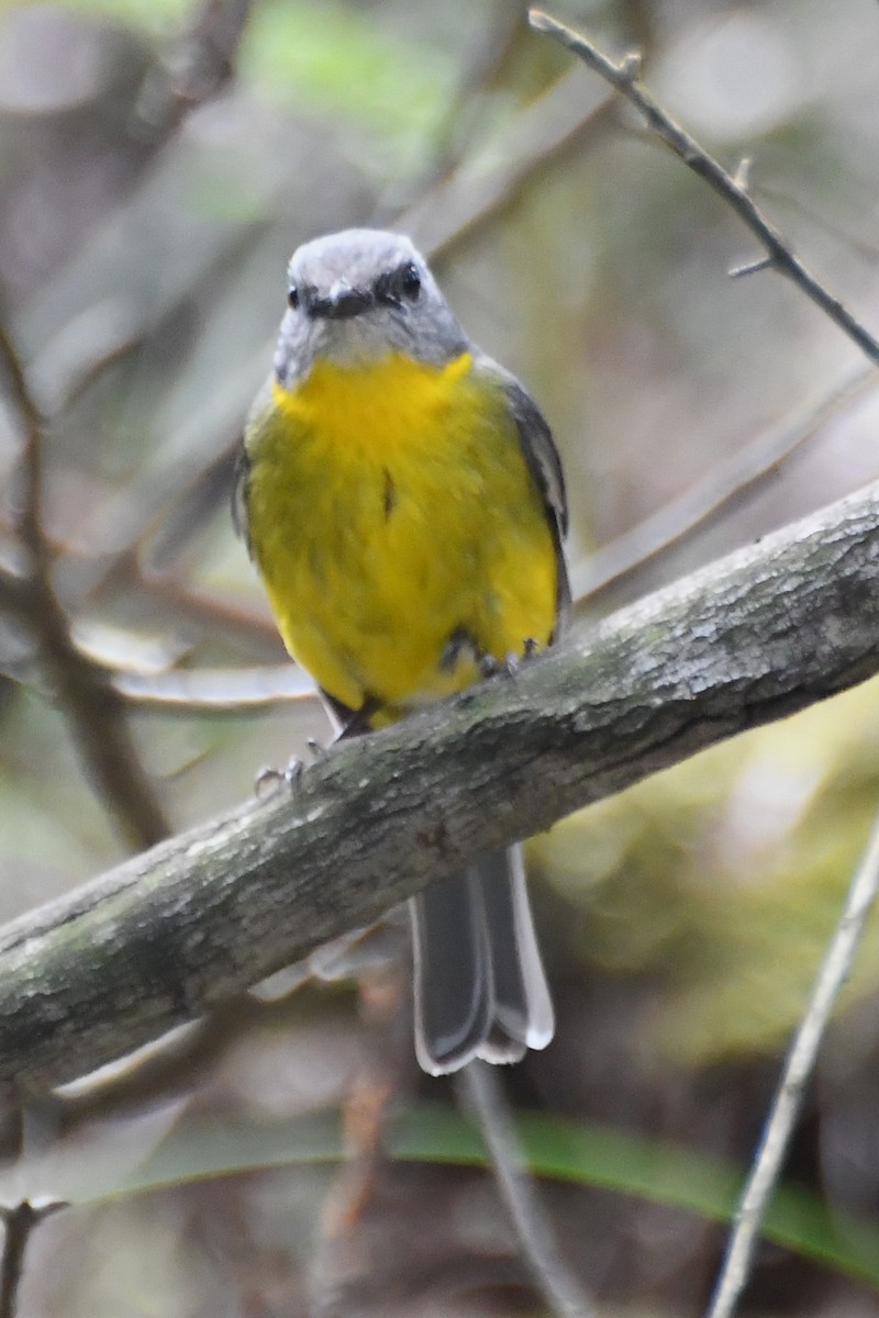 Eastern Yellow Robin - ML643218968